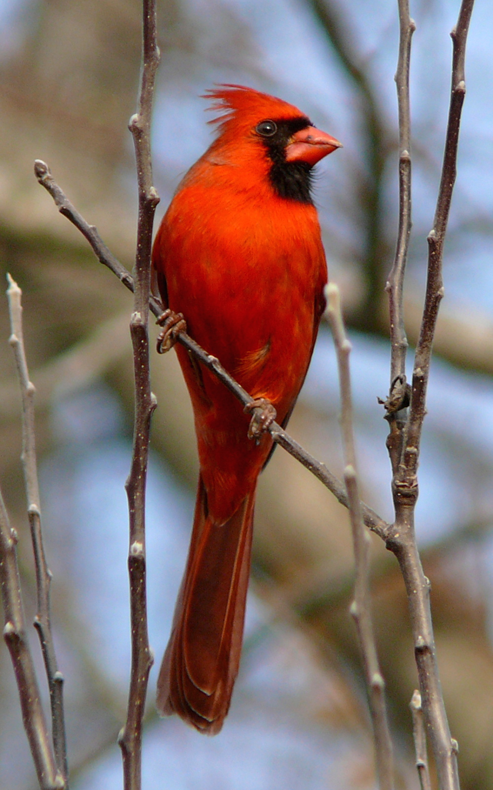 website cardinal